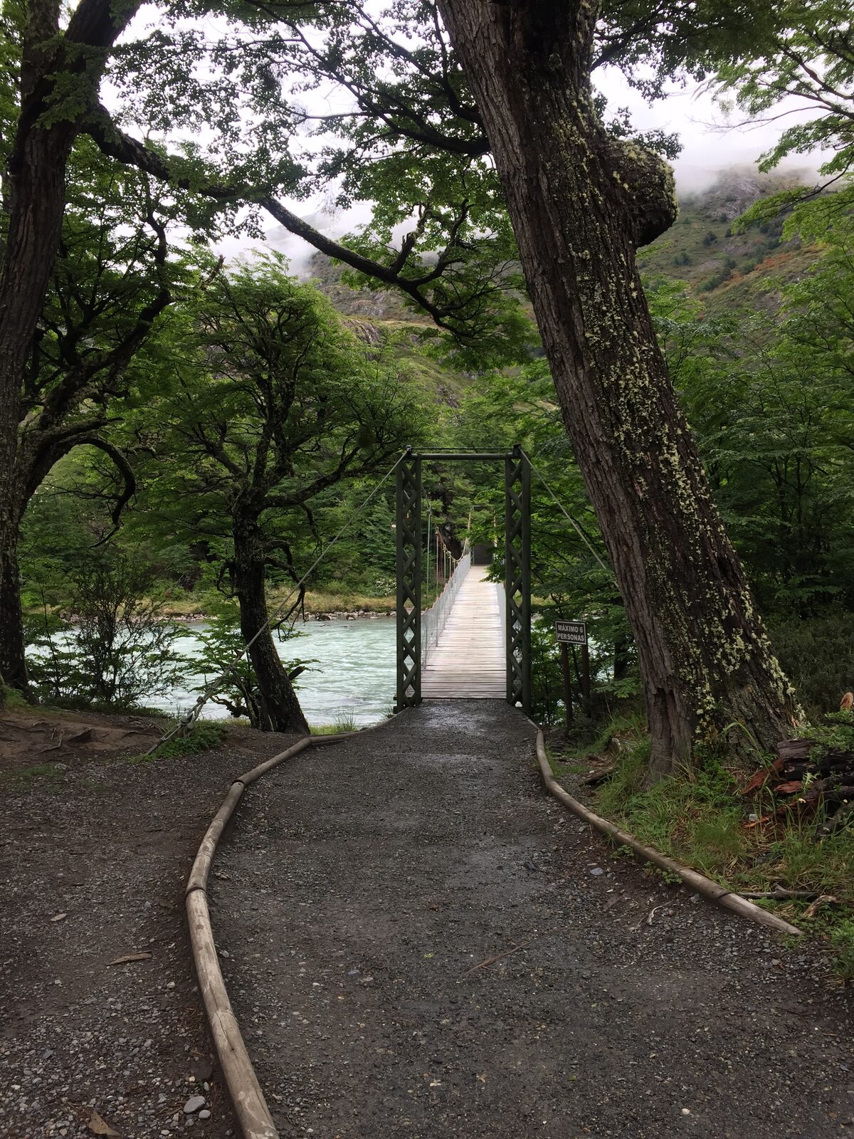 Camino y puente en el bosque