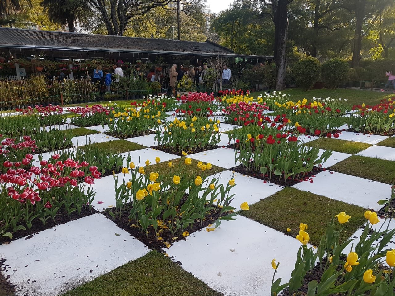 Jardín de tulipanes